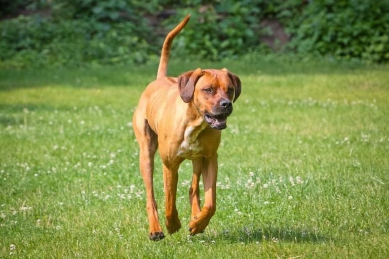 Hundetrainer Ausbildung